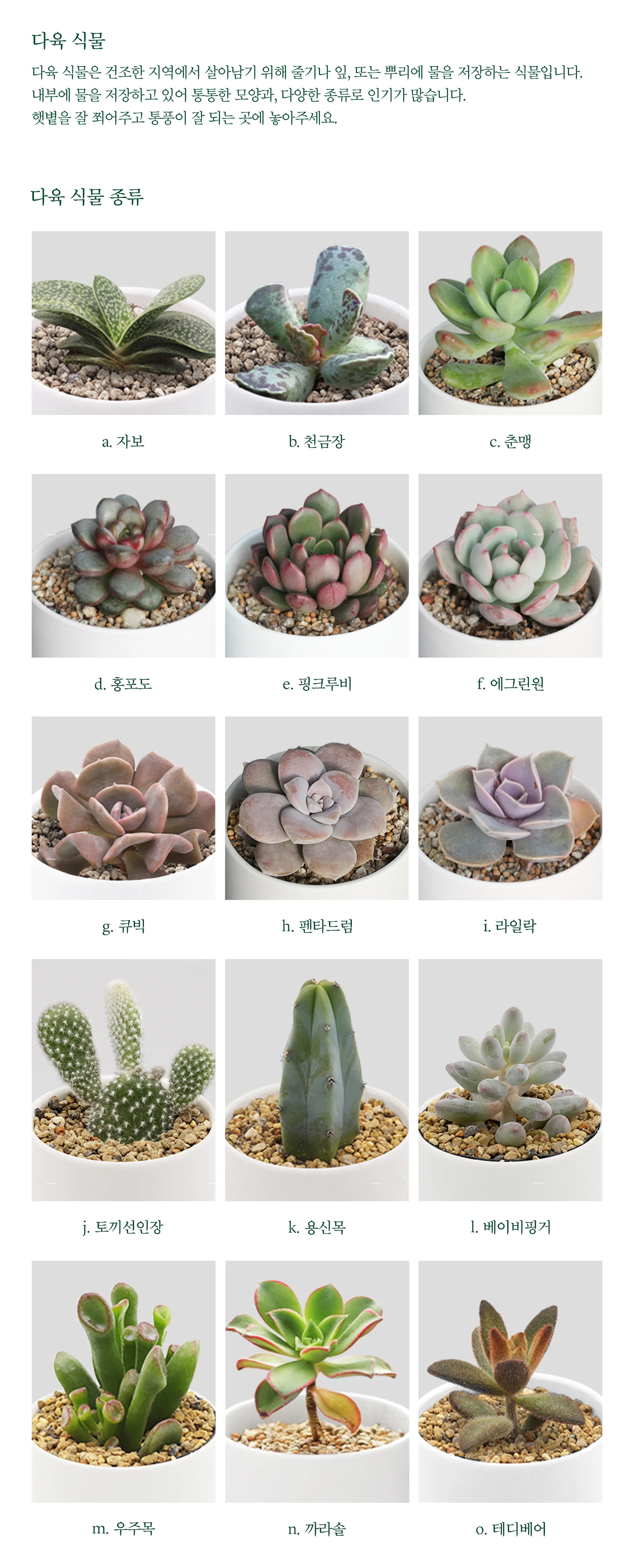 다육이 모둠 세트 반려식물 홈가드닝 키우기 구성 상세4