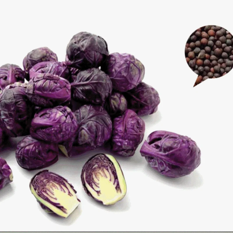 야채씨앗 자색 방울 양배추 씨앗 30알 purple-drop cabbage seed 상세2