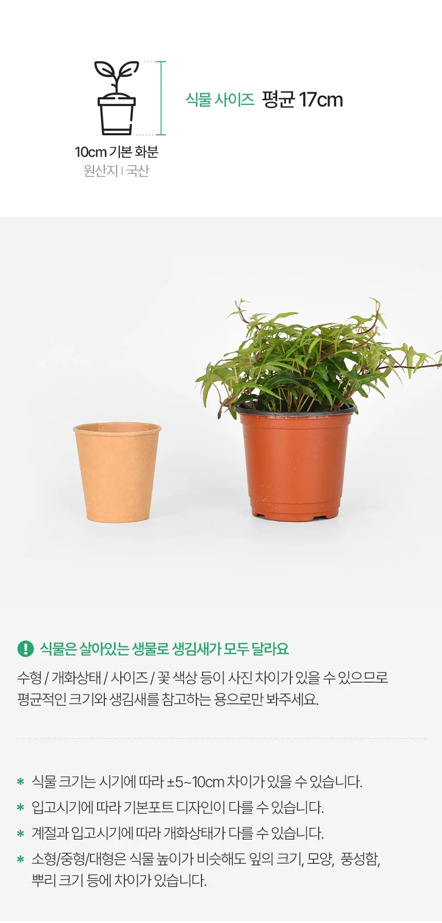 별아이비 (소형) 상세3