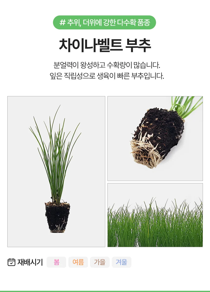 차이나벨트 부추 2개 상세3