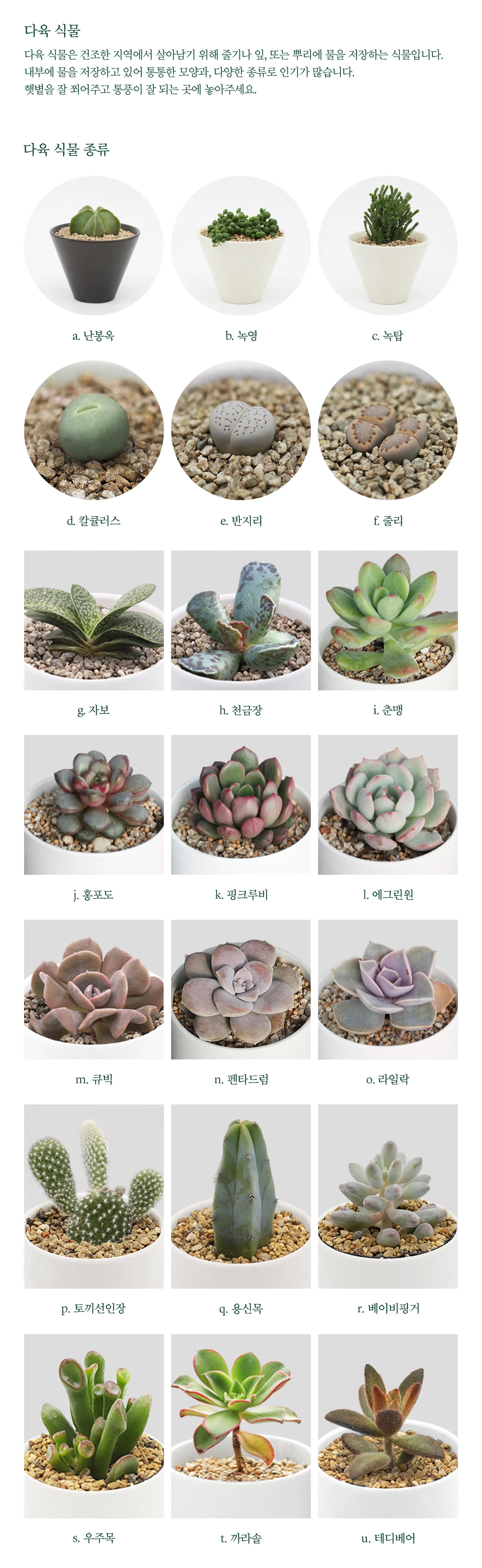 특이한 다육이 키우기 세트 미니화분 공기정화식물 특이한다육이 상세4