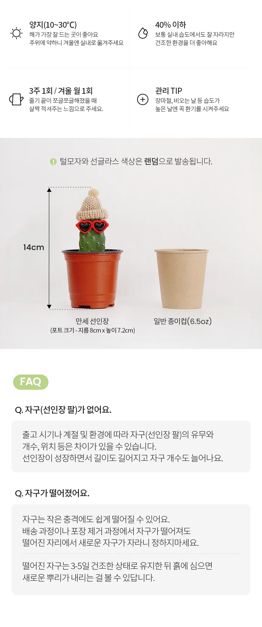 털모자 쓴 선인장 2종 (소형) 상세4