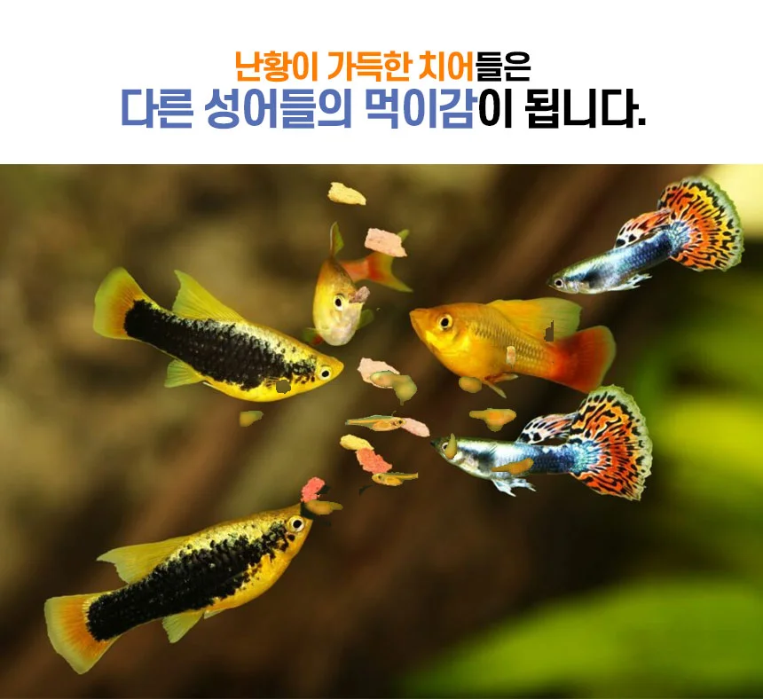 치어 격리통(중형) 상세2
