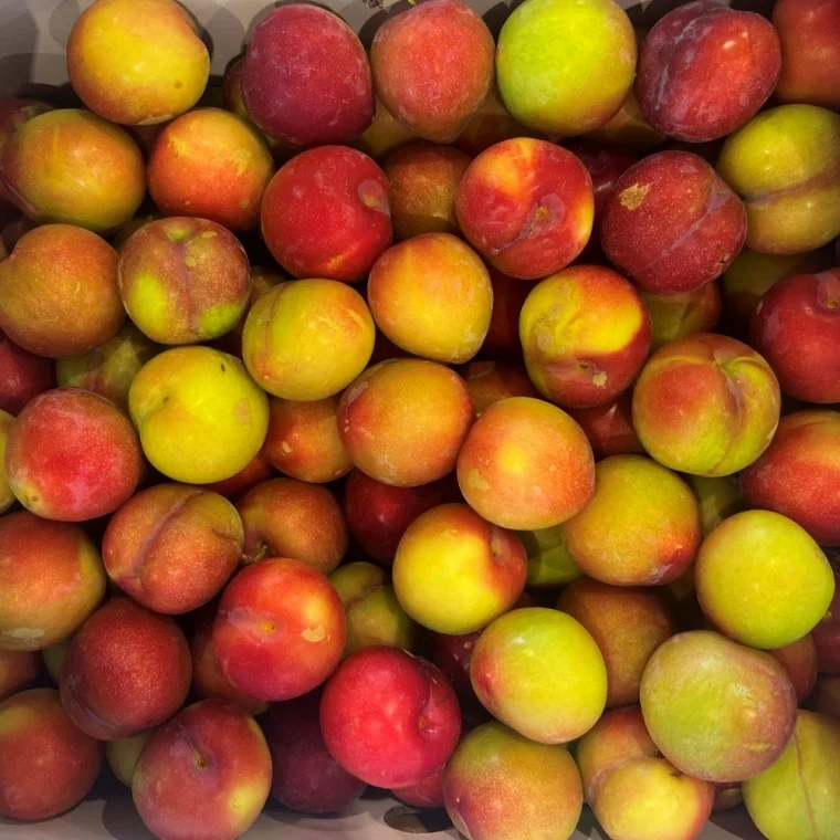 자두 2kg 상