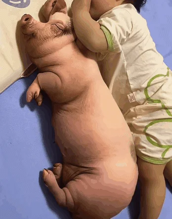 돼지인형 키링 바디필로우 대형 쿠션 베개 13cm 60cm 상세4