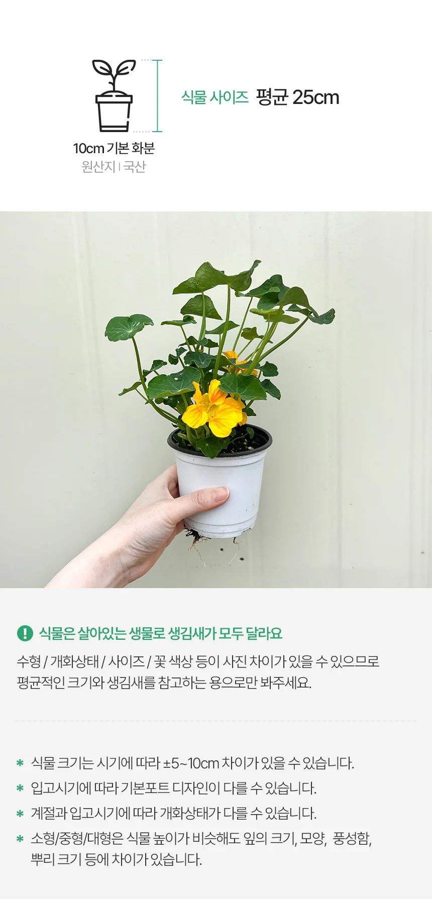 한련화 (소형) 상세3