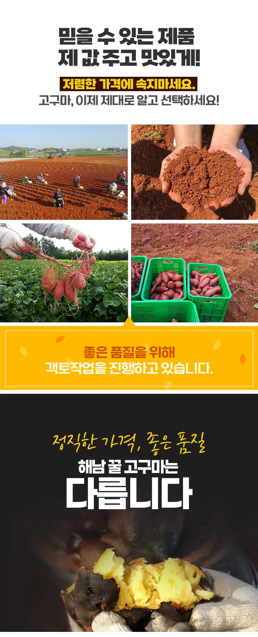 해남 고압살균 세척 고구마 10kg (중상) 상세2