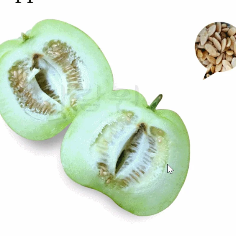 씨앗 사과 참외 토종 10알 apple melon seed 상세2