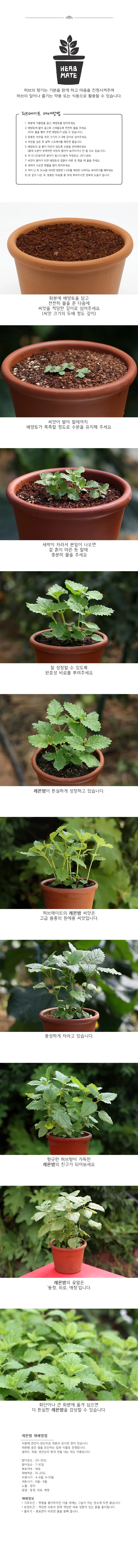 허브 레몬밤 박스 허브키트 허브씨앗 키우기쉬운식물 레몬밤키우기 상세3