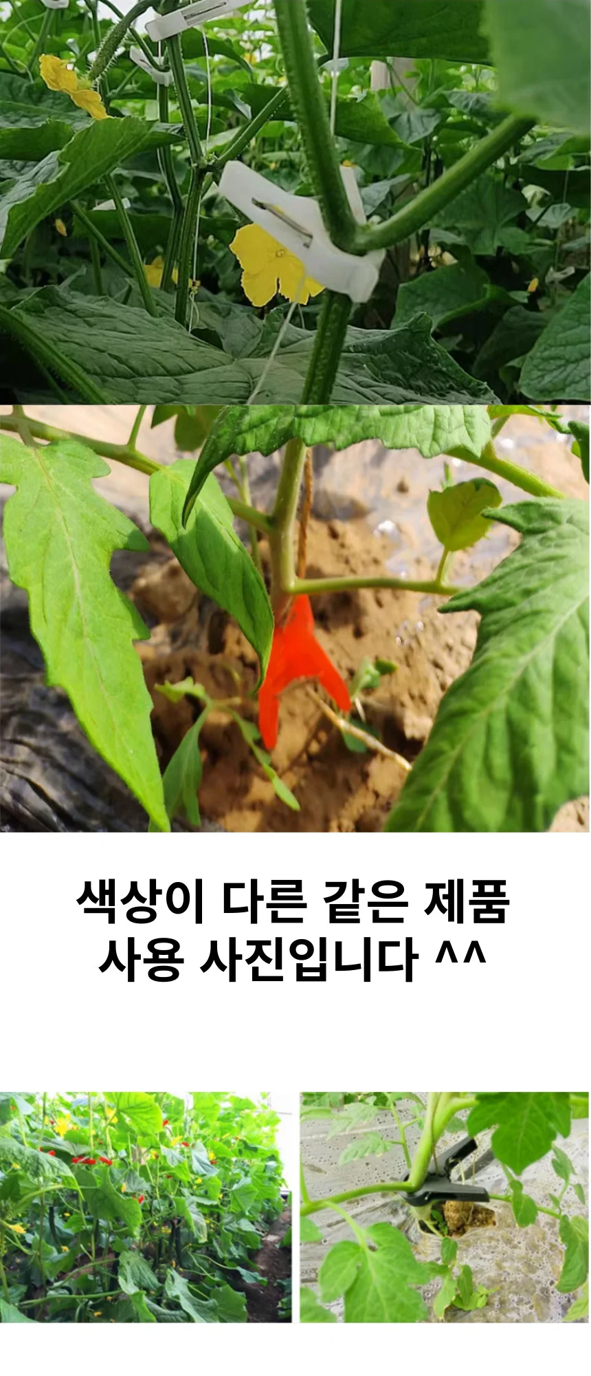 1.2cm 오이집게 수세미 멜론 수박집게 작물유인 집게 상세4