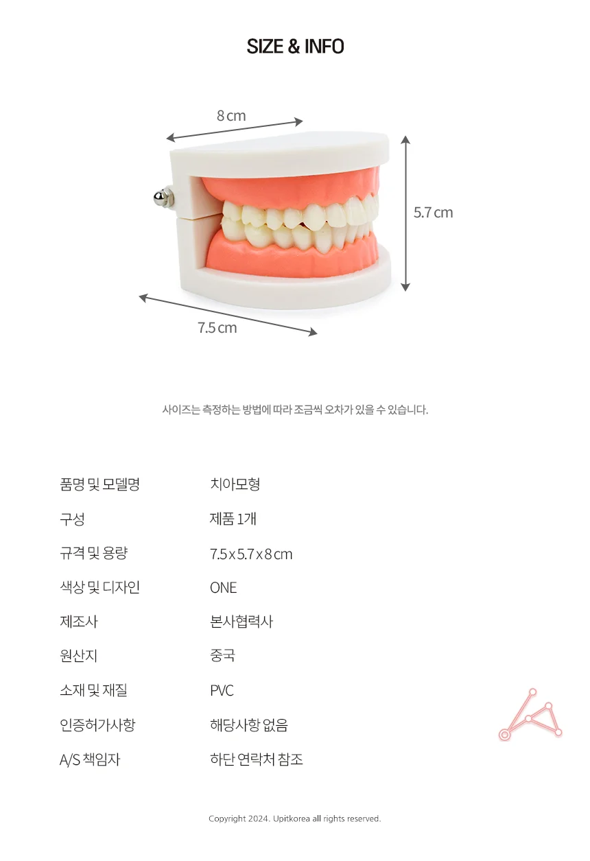 치아모형 모형소품 양치놀이장난감 상세3