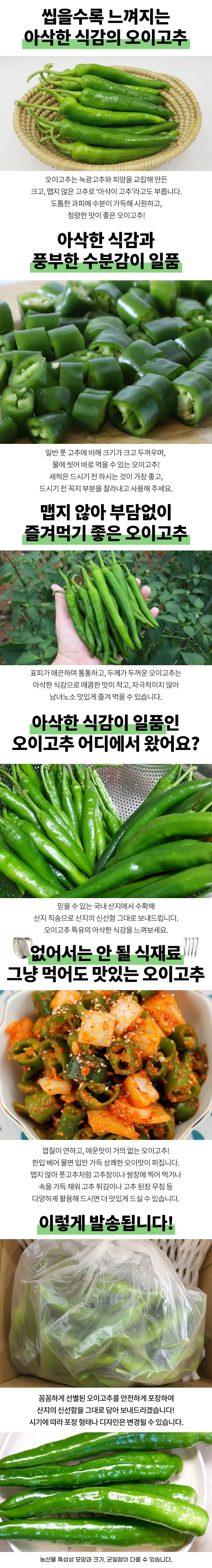 국내산 오이고추 3kg 상세1
