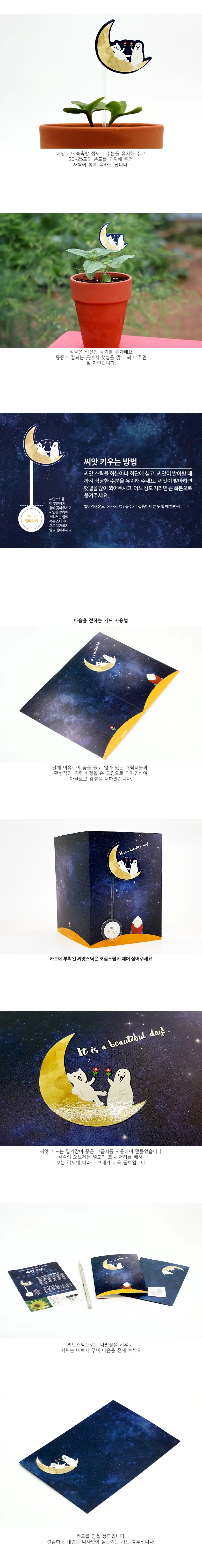 미니해바라기 씨앗카드 식물 키우기 키트 꽃씨 씨앗키트 식물체험 상세2