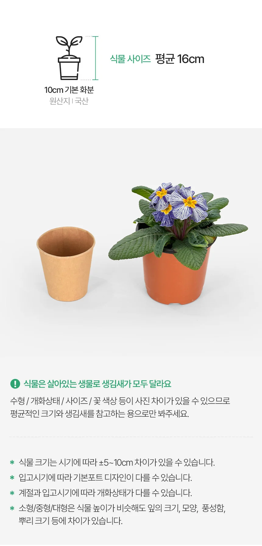 지브리 앵초 (소형) 상세3
