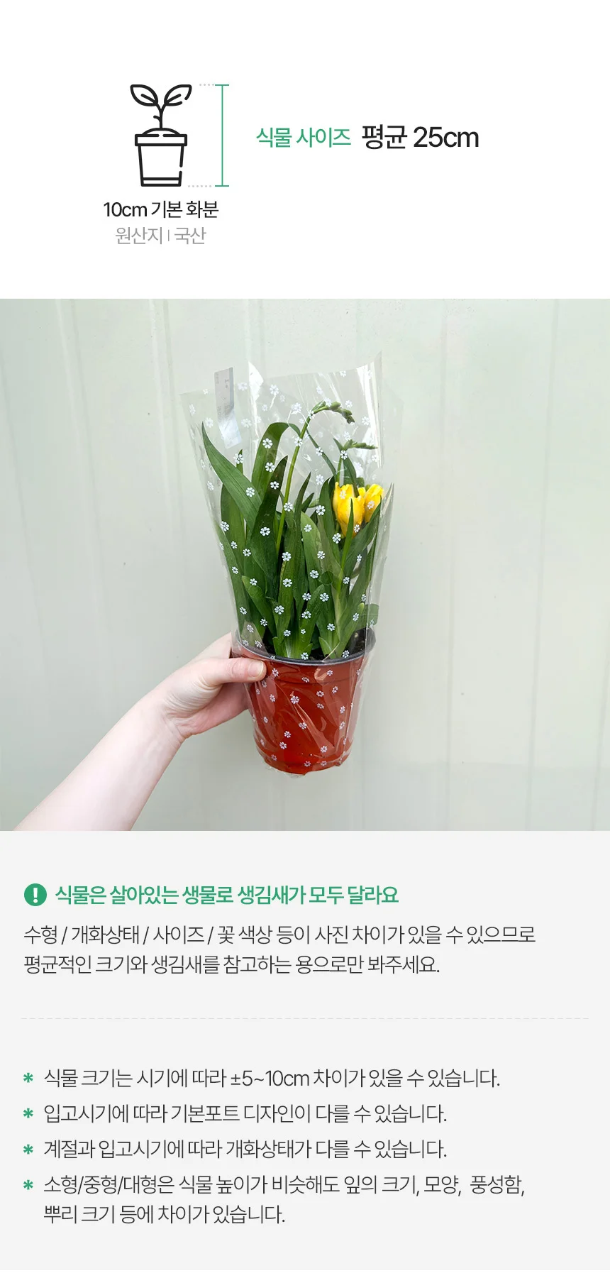 프리지아 (소형) 상세3