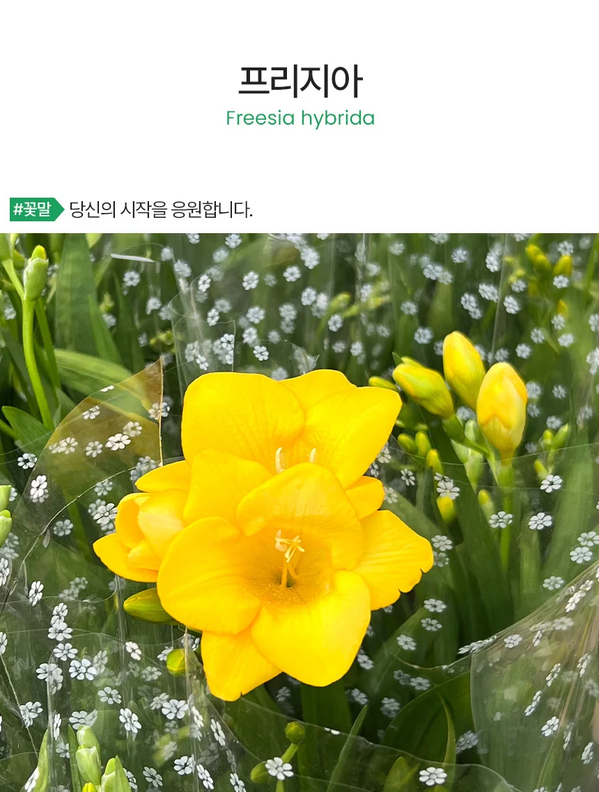 프리지아 (소형) 상세2