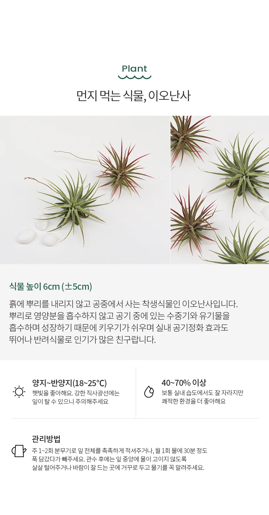 이오난사 테라리움 키트 디저트_인절미 상세4