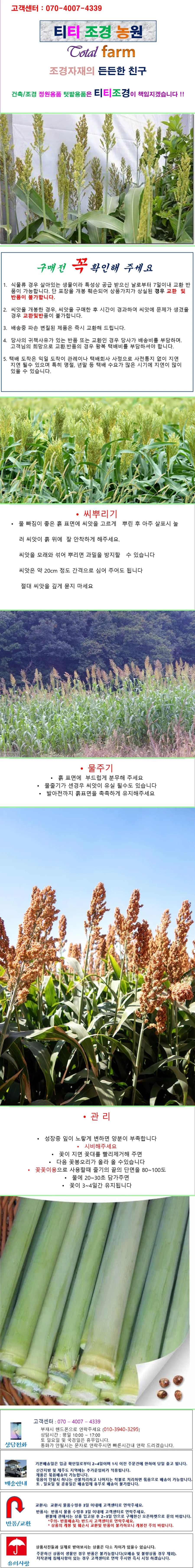 단수수 사탕수수 씨앗 10립 상세1
