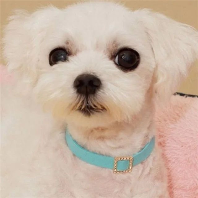 강아지 목걸이 강아지 큐빅 목걸이 데일리 방울 반려동물 패션 소형 액세서리
