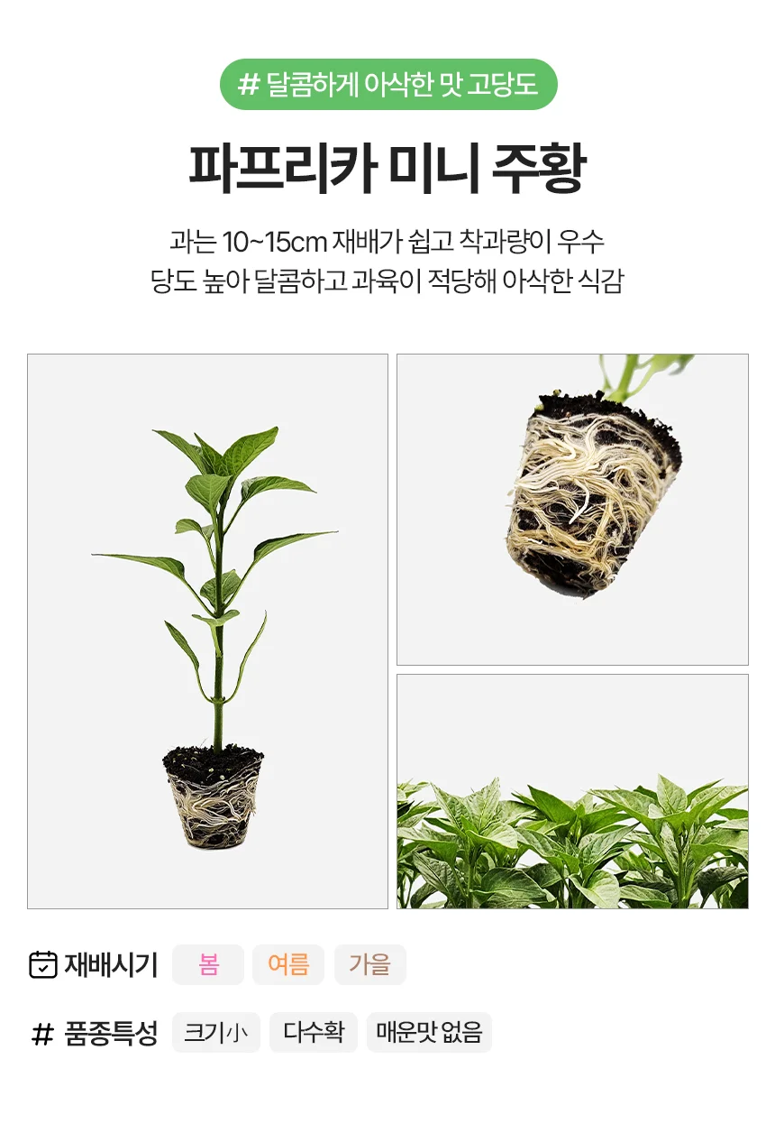 파프리카 미니 주황 1개 상세3