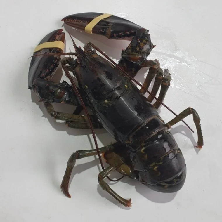 활 랍스터 랍스타 1미