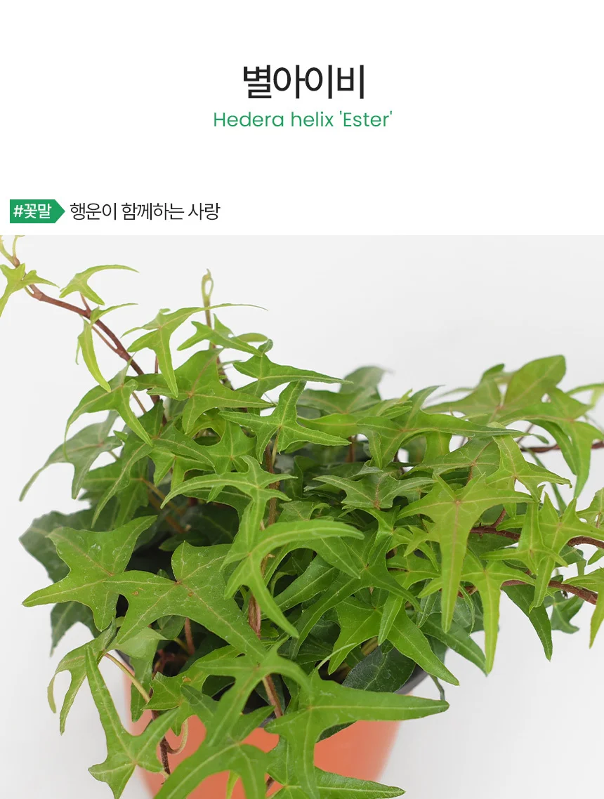 별아이비 (소형) 상세2