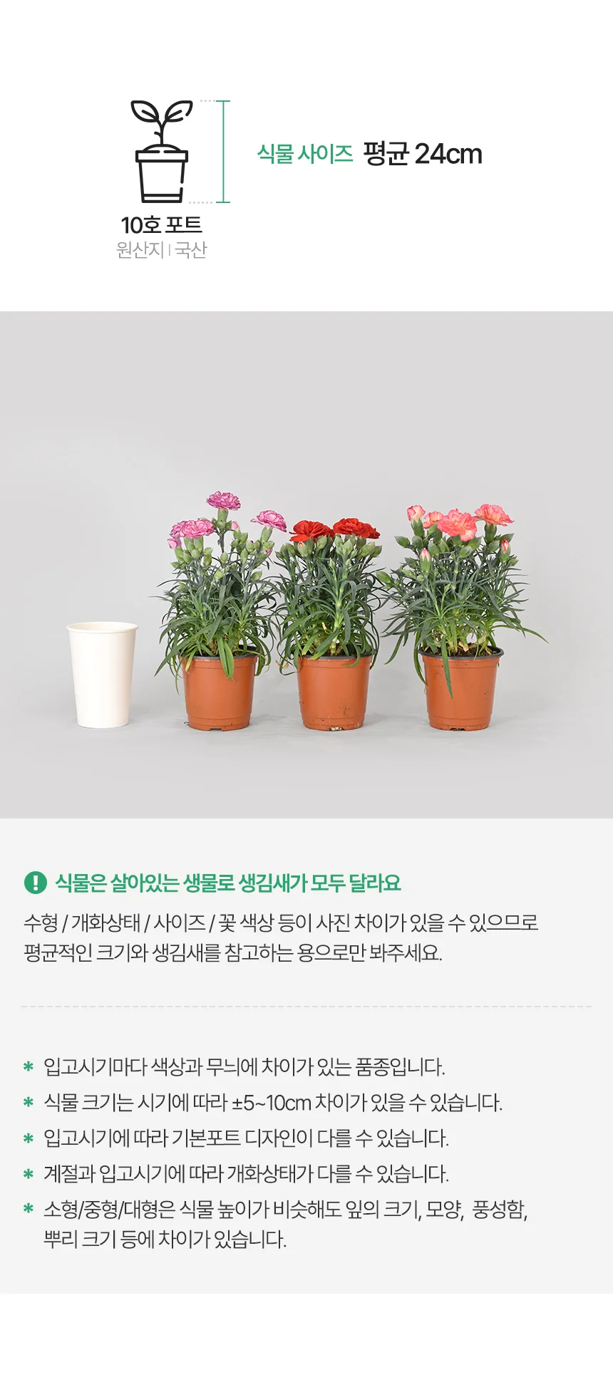 카네이션 1+1 모종 (소형) 상세3