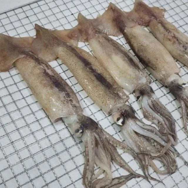 통찜용 선동오징어 2kg 반찬재료 통오징어