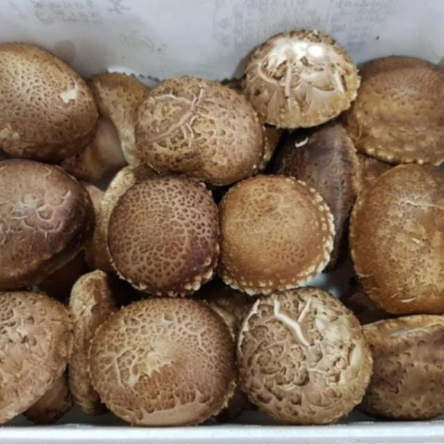 송이 송화고 버섯 고송 표고 명절 선물 포장 1kg mushroom gift set