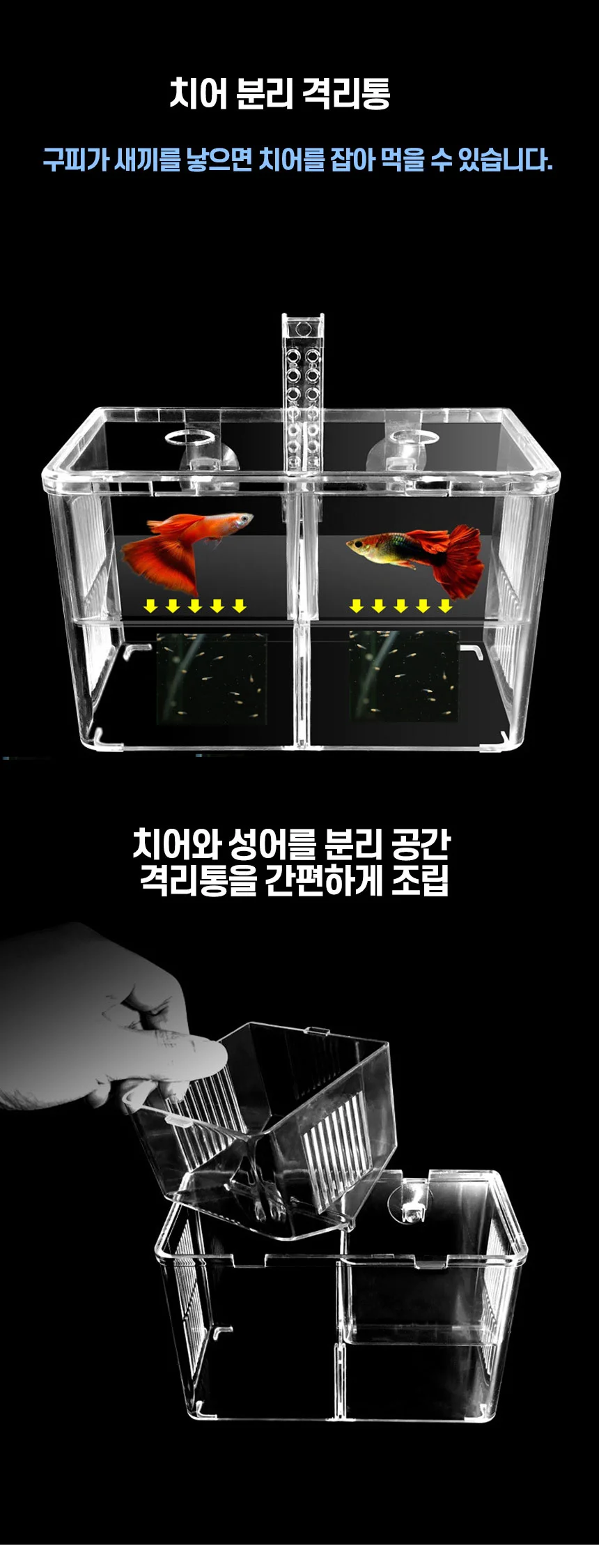 베타 합사 치어 격리통 상세3