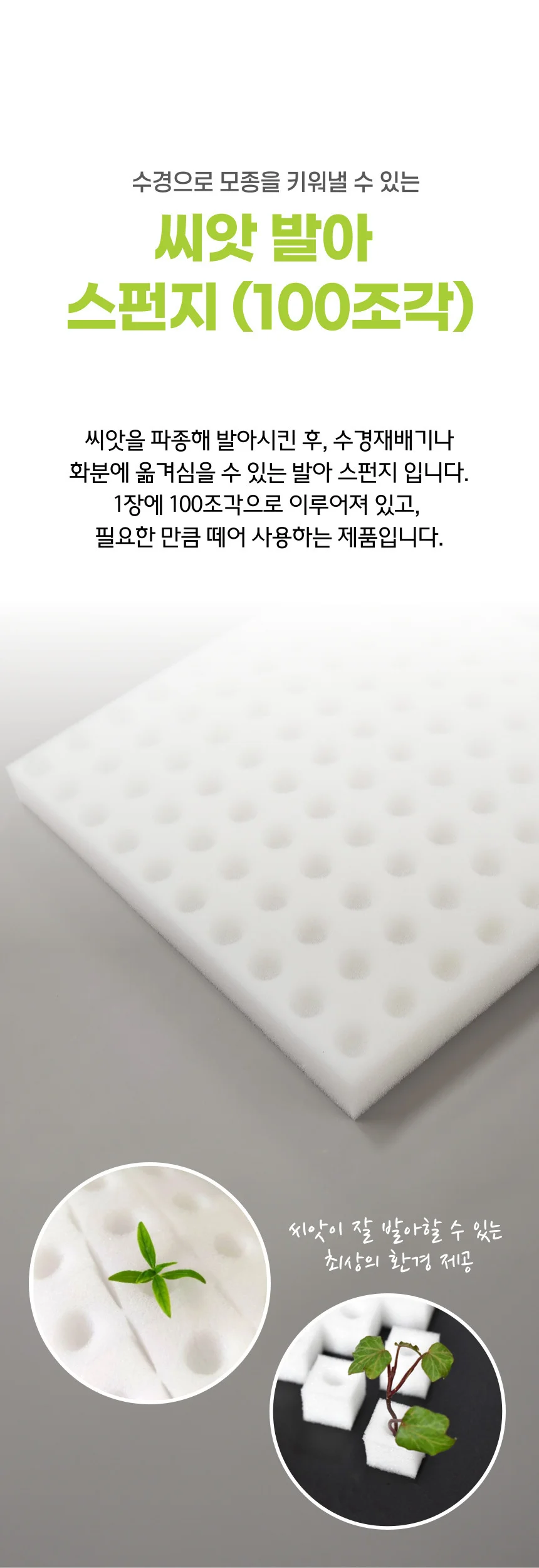 수경재배 씨앗 발아 식물 상추 파종 스펀지 100조각 상세1