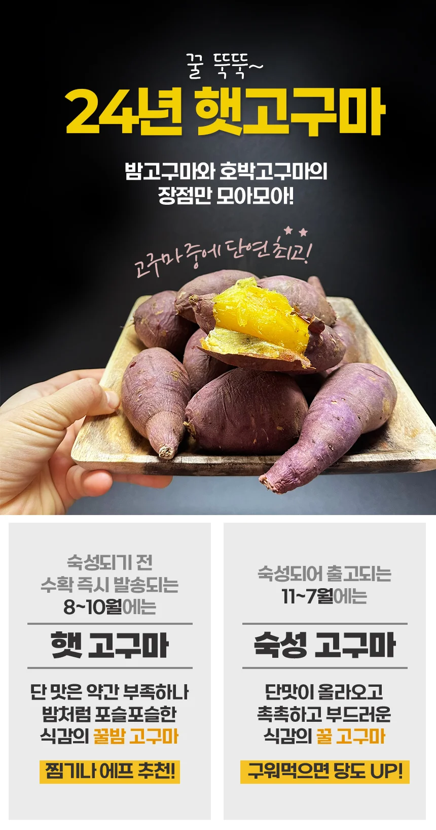 해남 고압살균 세척 고구마 3kg (중상) 상세1