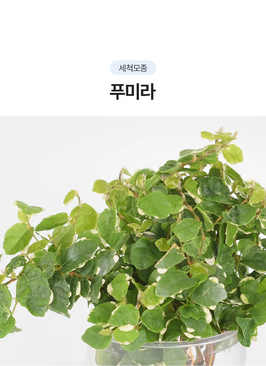 푸미라 (세척모종) 상세3