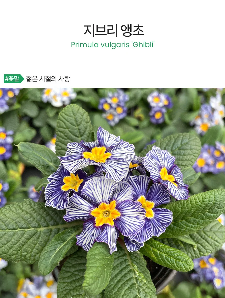 지브리 앵초 (소형) 상세2