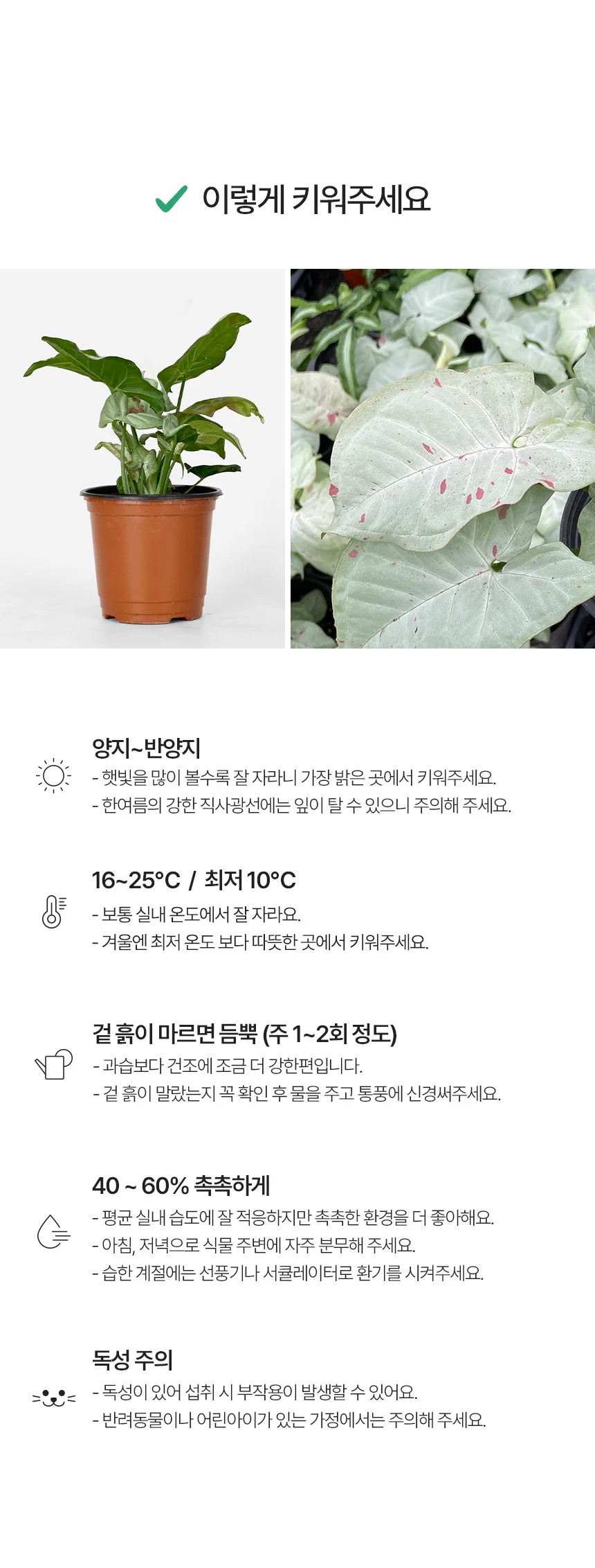 싱고니움 밀크컨페티 (소형) 상세4