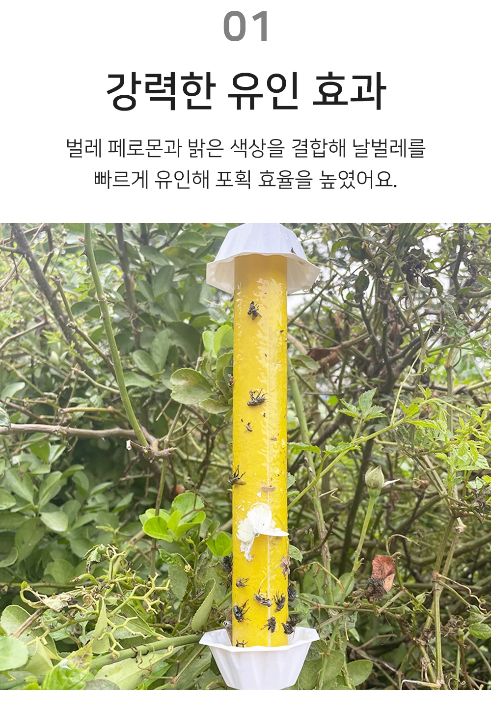 혀니추천 플라이스틱 모기끈끈이 상세3