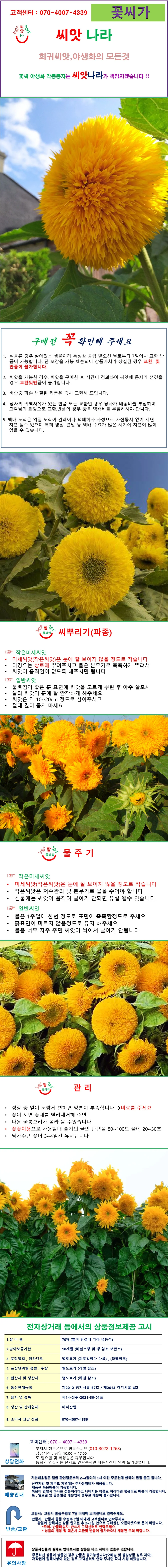 테디베어해바라기 씨앗 10립 상세1