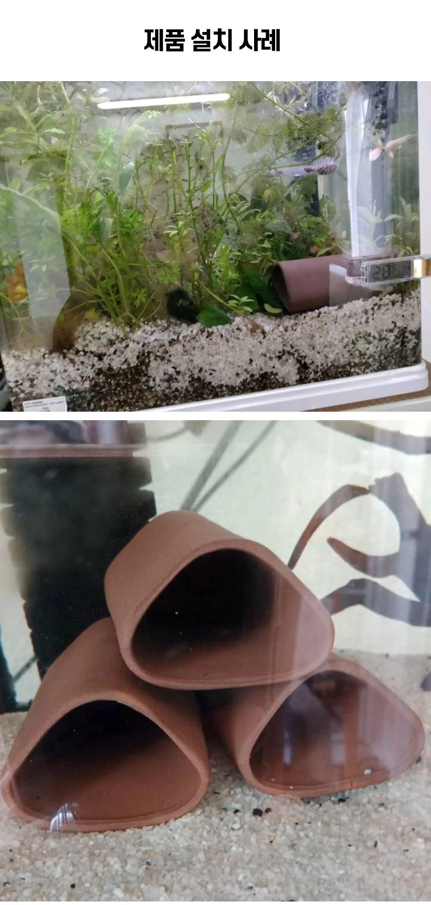 어와 둥둥 안시 산란상 아쿠아룸 상세4