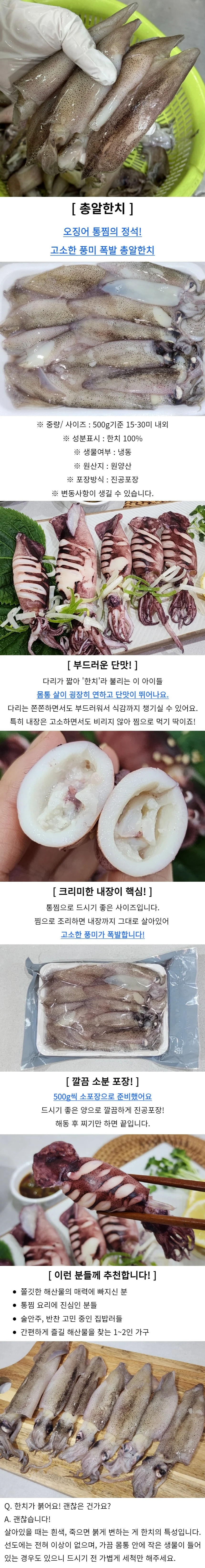 냉동 총알한치 3kg 손질한치 상세1