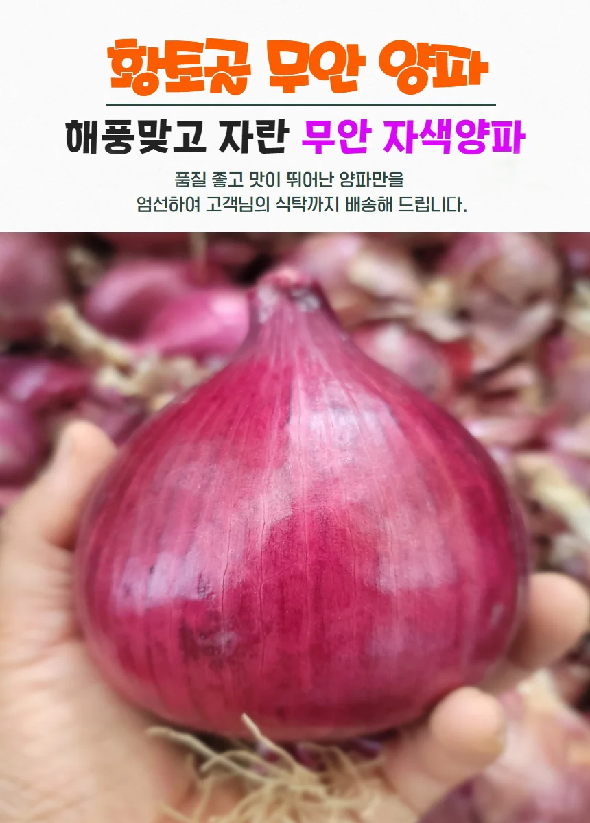 전남 무안 황토골 자색양파 중대혼합 10kg 상세1