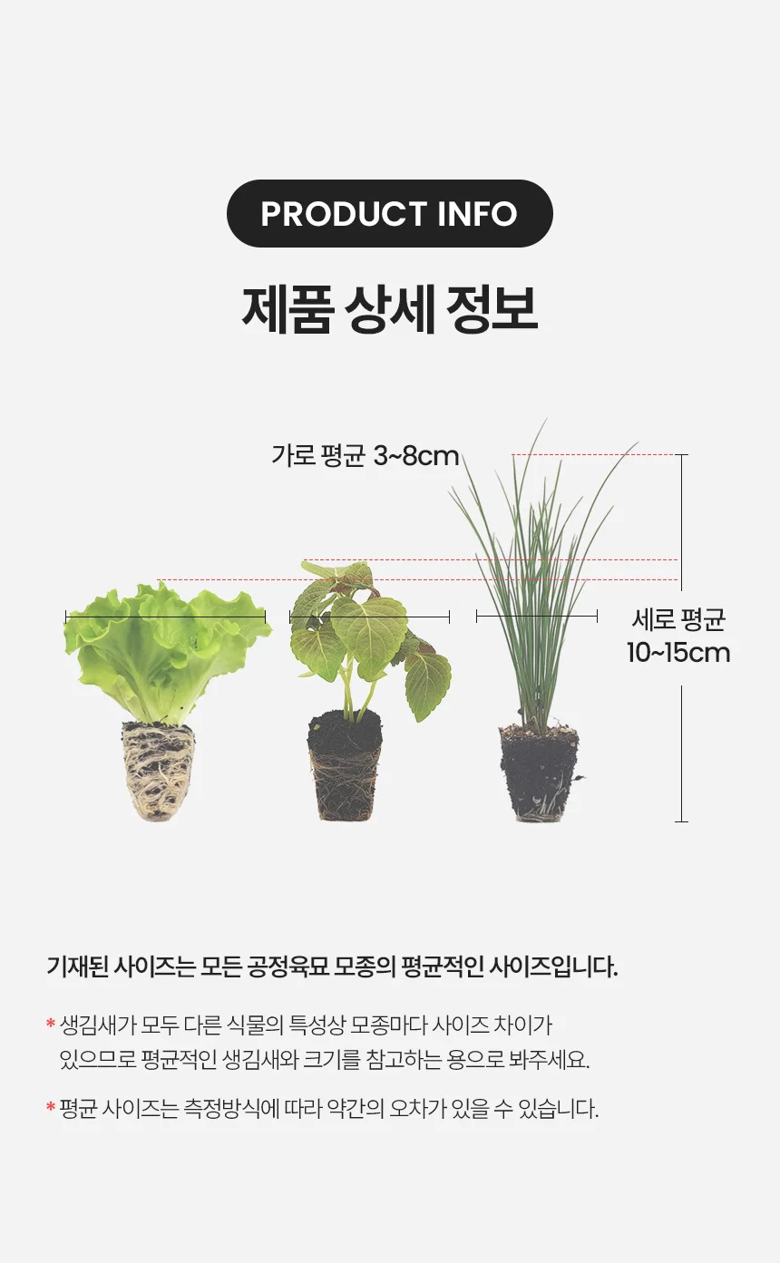 유럽상추 버터헤드 알리사 1개 상세5