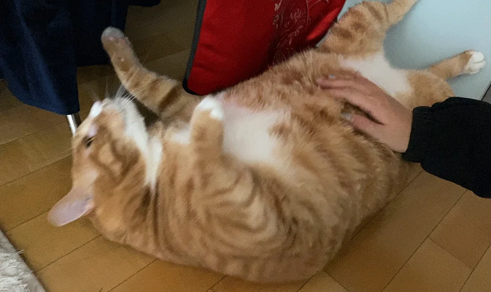 뚜또가또 고양이 윈도우 튼튼 해먹/1단/2단/25kg/뚱냥이 상세1