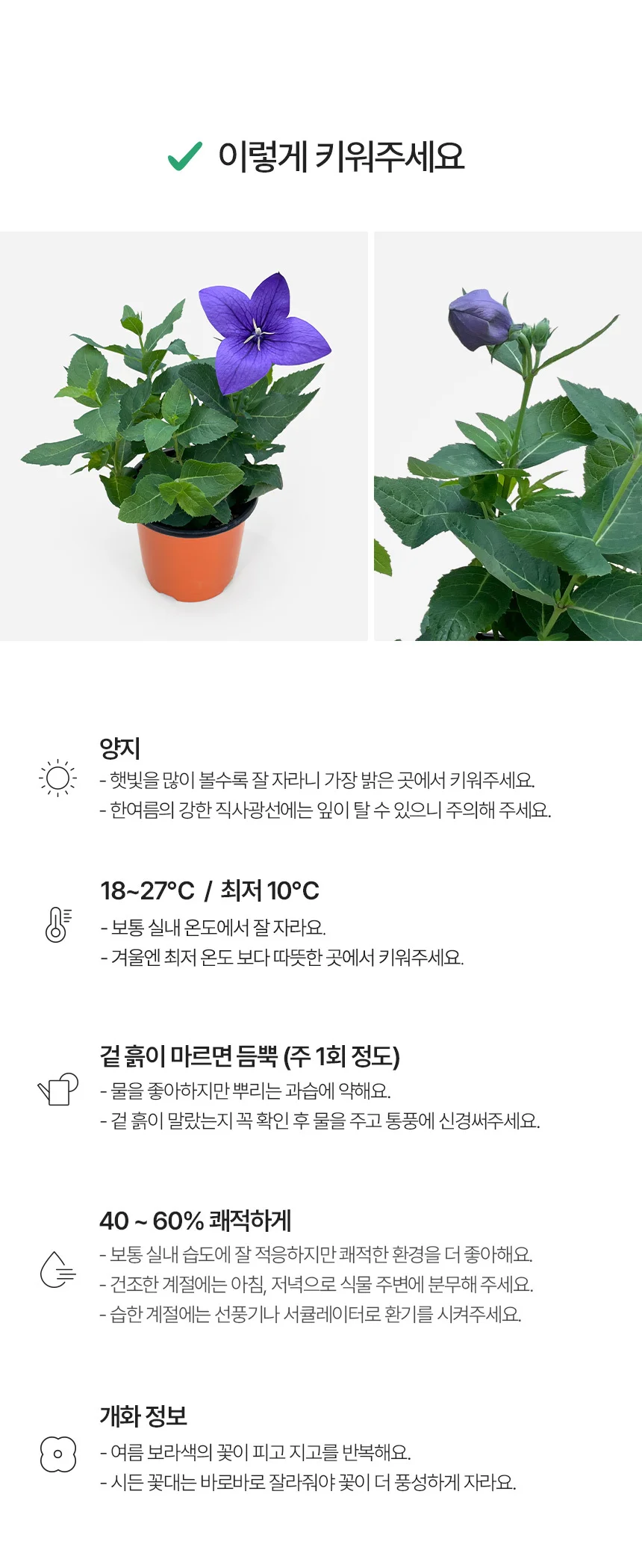 도라지꽃 (소형) 상세5