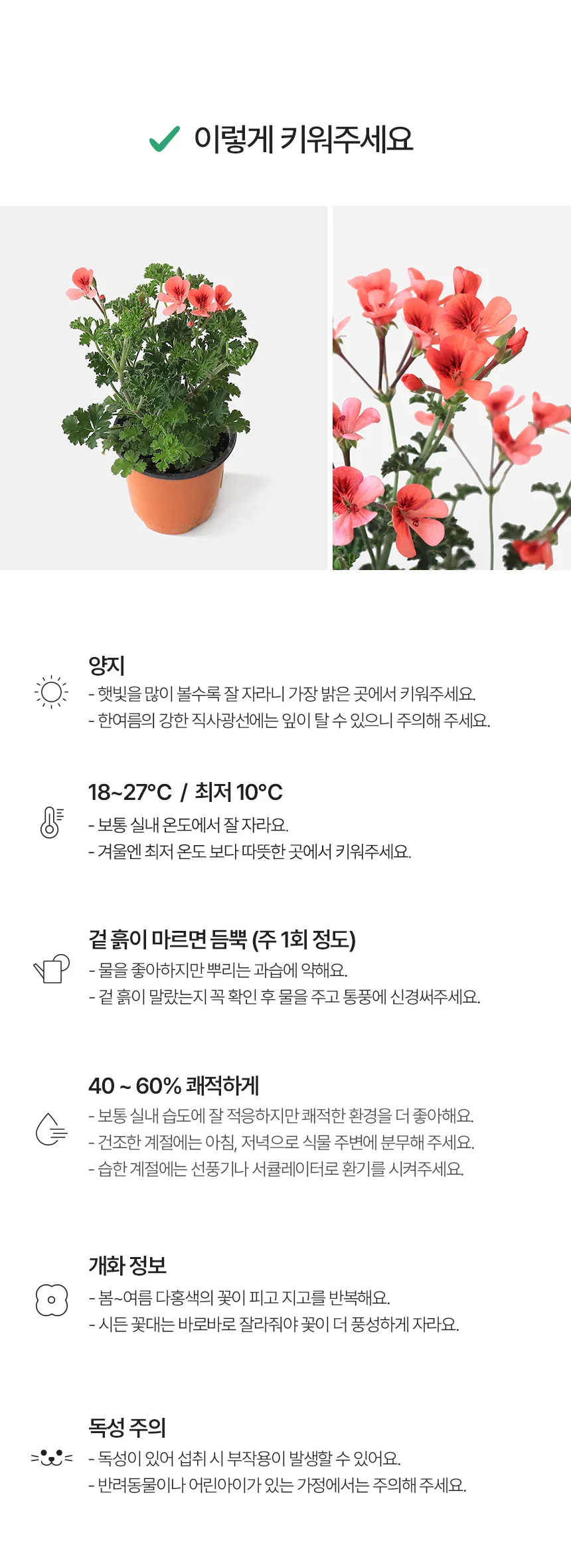 오렌지랜디 (소형) 상세5