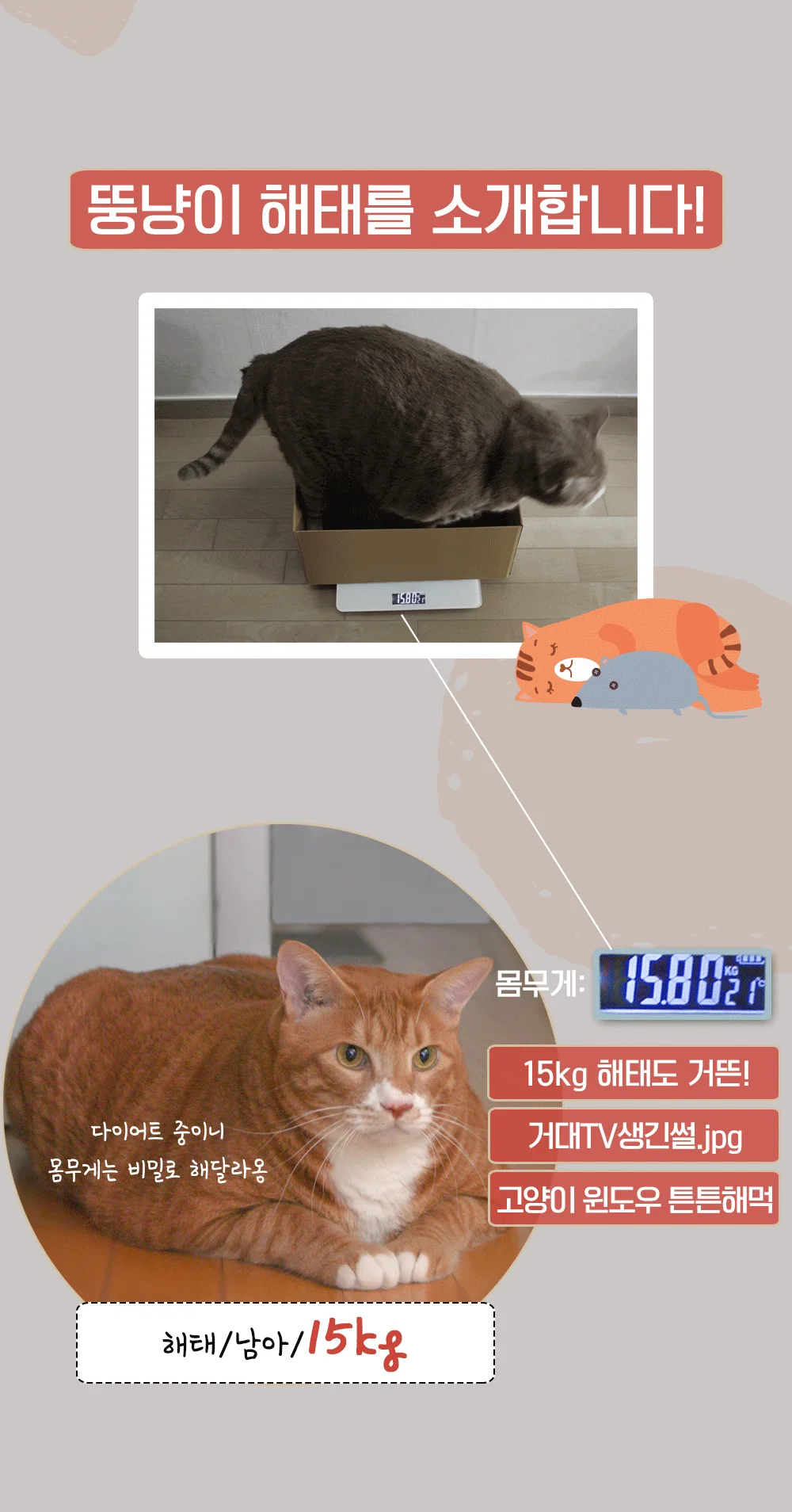 뚜또가또 고양이 윈도우 튼튼 해먹/1단/2단/25kg/뚱냥이 상세3