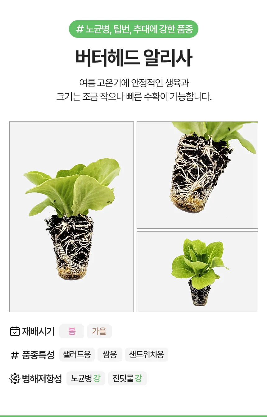 유럽상추 버터헤드 알리사 1개 상세3