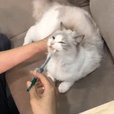 강아지 고양이 약먹이기 알약 물약 키트 DD-12274 상세2