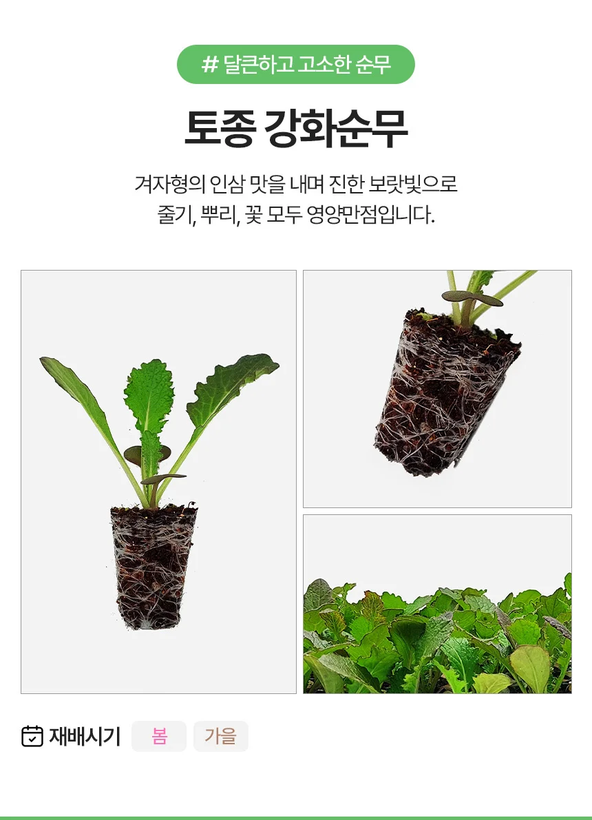 토종무 강화순무 2개 상세3