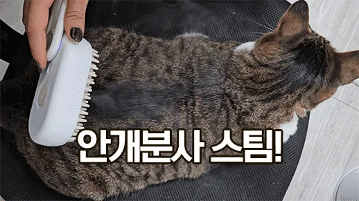 뚜또가또 강아지 고양이 스팀 브러쉬 상세2