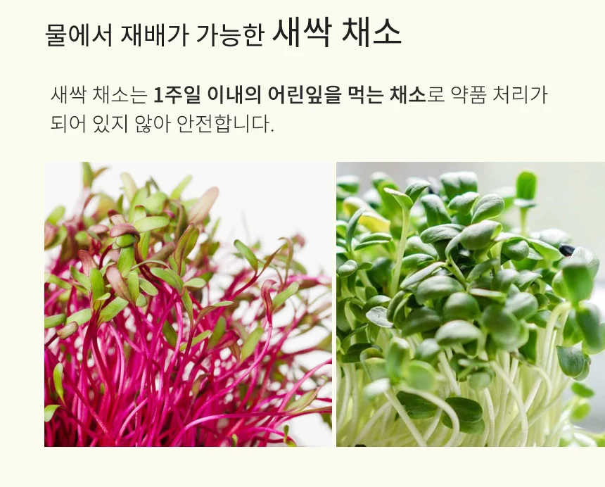 새싹채소 씨앗 모음 상세2